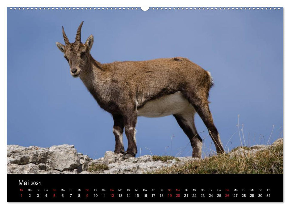 Wild ibex in the Swiss foothills of the Alps (CALVENDO wall calendar 2024) 