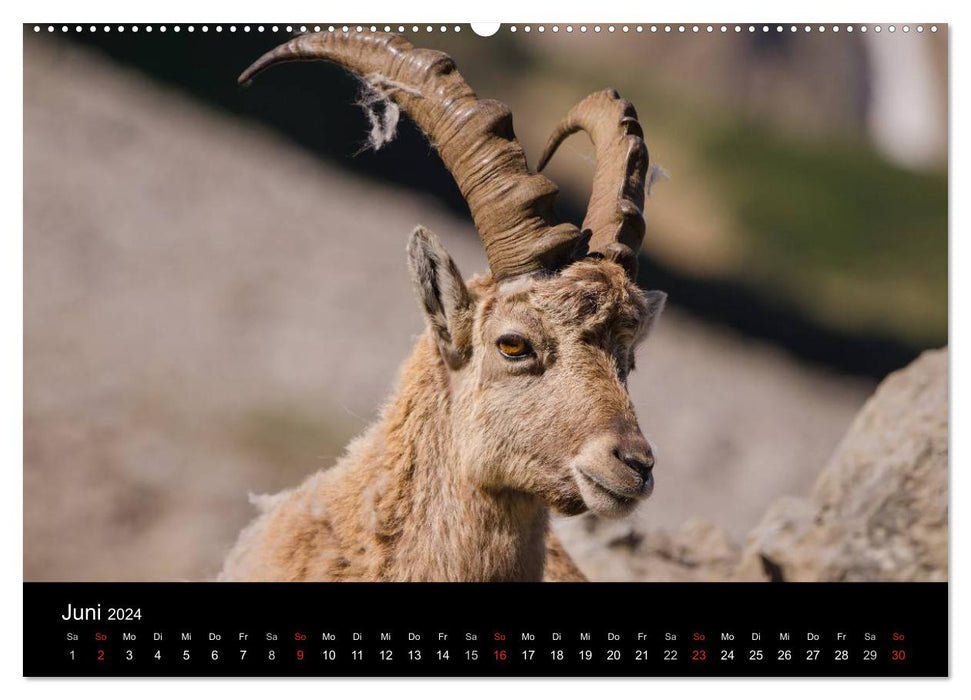 Wild ibex in the Swiss foothills of the Alps (CALVENDO wall calendar 2024) 