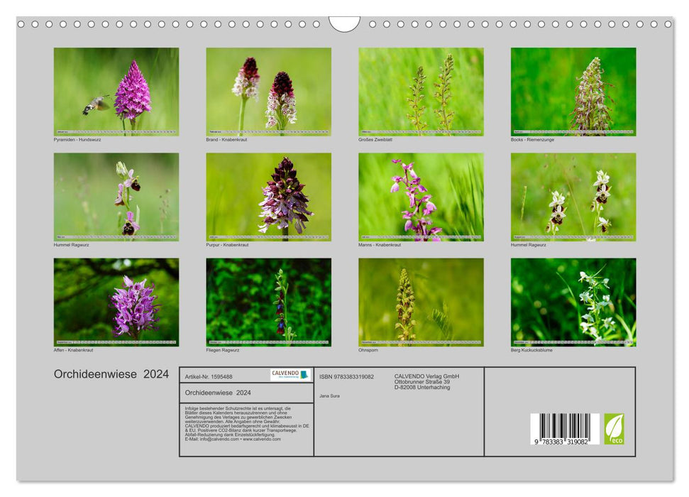 Prairie d'orchidées 2024 (Calendrier mural CALVENDO 2024) 