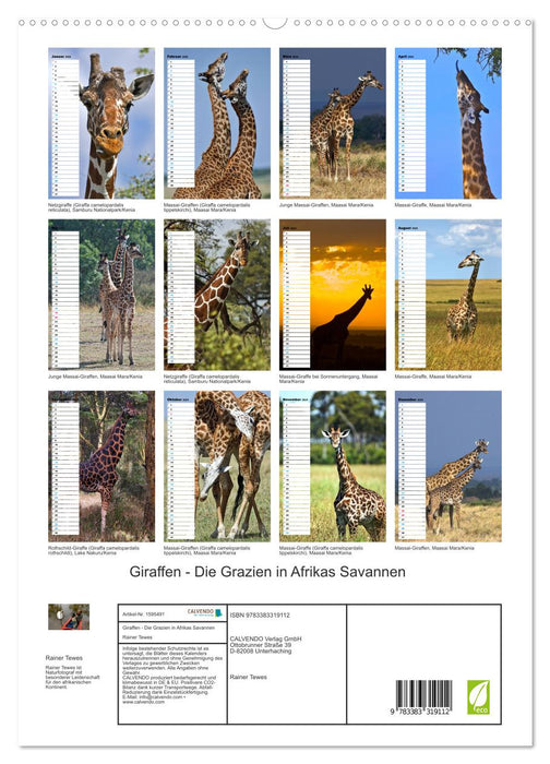 Giraffen - Die Grazien in Afrikas Savannen (CALVENDO Premium Wandkalender 2024)
