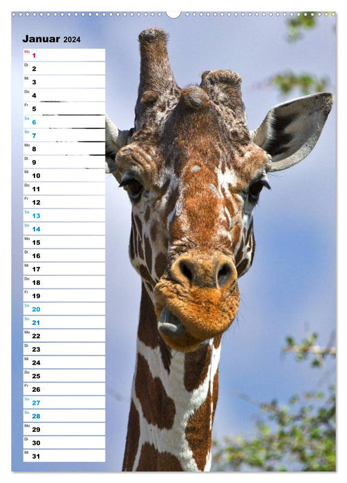 Giraffen - Die Grazien in Afrikas Savannen (CALVENDO Premium Wandkalender 2024)