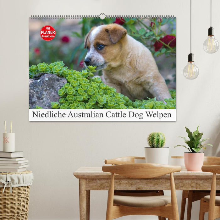 Cute Australian Cattle Dog Puppies (CALVENDO Wall Calendar 2024) 