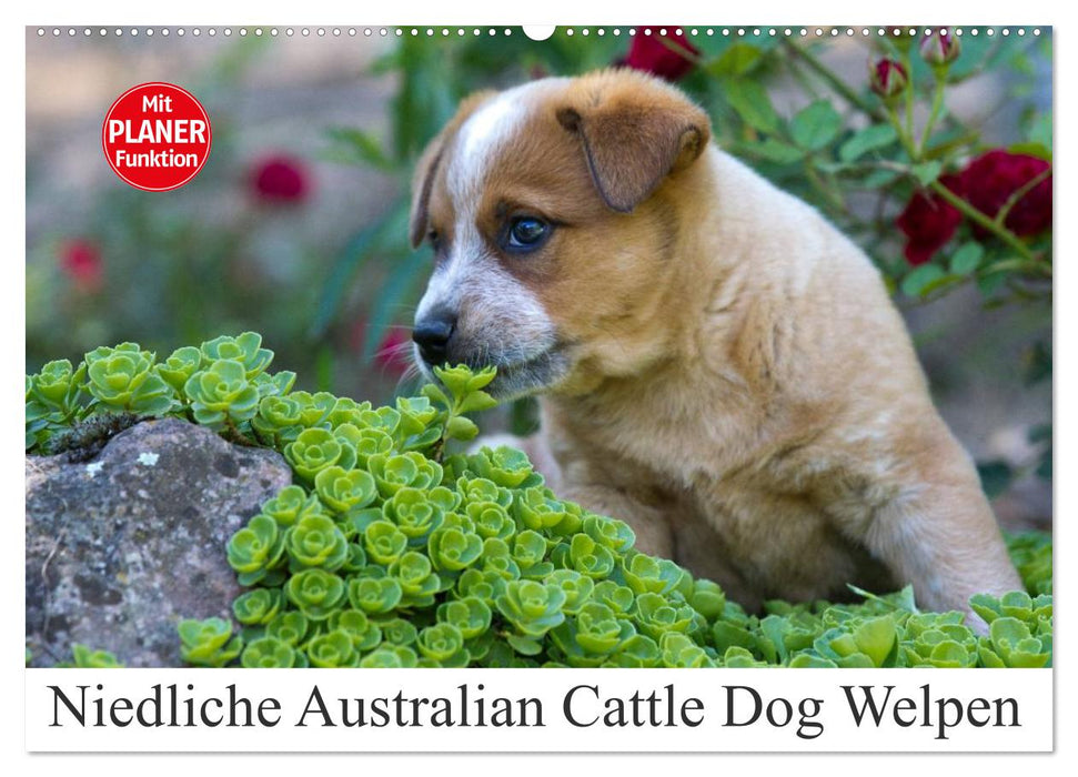 Cute Australian Cattle Dog Puppies (CALVENDO Wall Calendar 2024) 