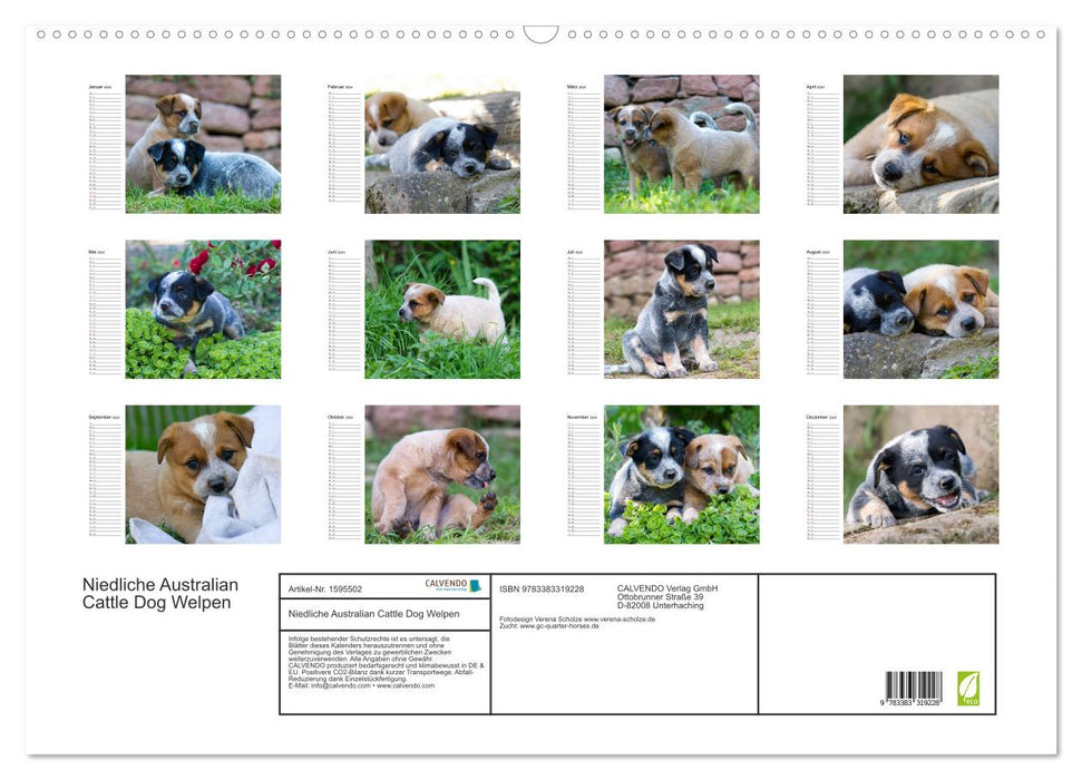 Cute Australian Cattle Dog Puppies (CALVENDO Wall Calendar 2024) 