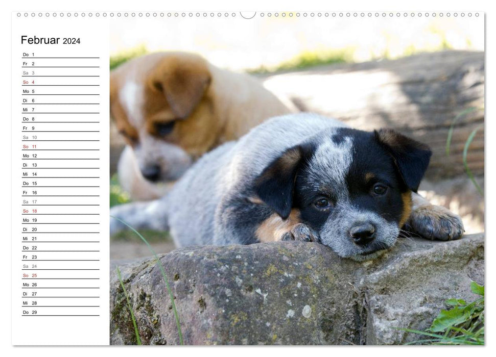 Cute Australian Cattle Dog Puppies (CALVENDO Wall Calendar 2024) 