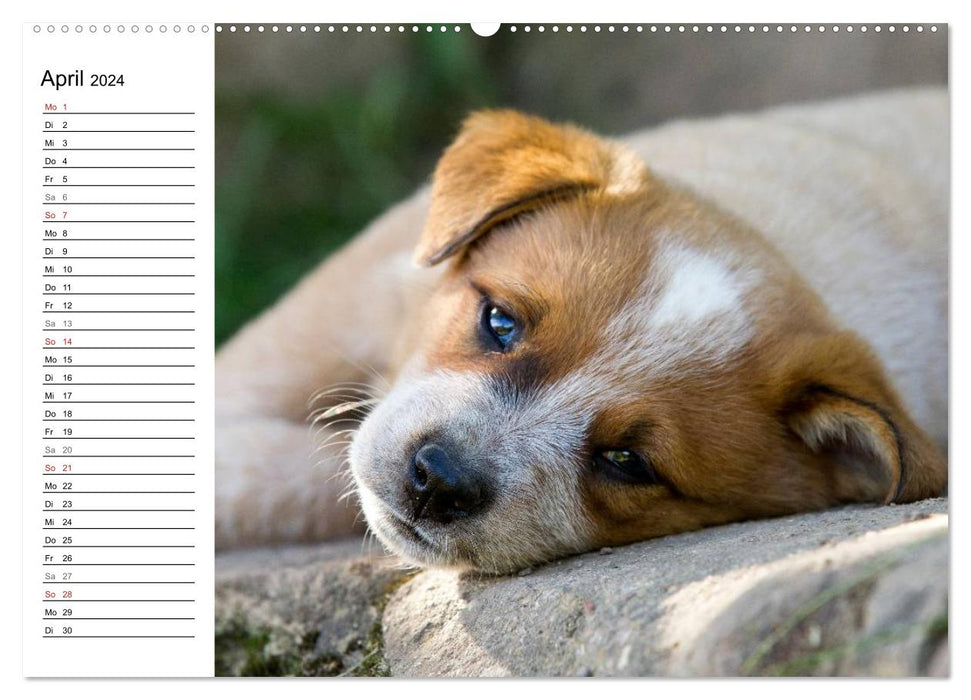 Cute Australian Cattle Dog Puppies (CALVENDO Wall Calendar 2024) 