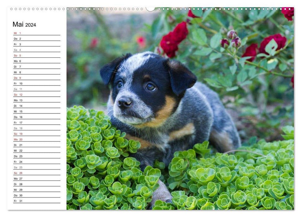 Cute Australian Cattle Dog Puppies (CALVENDO Wall Calendar 2024) 