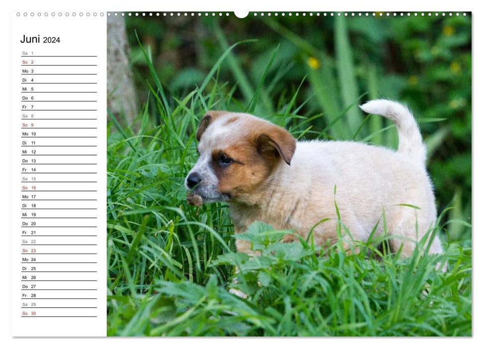 Cute Australian Cattle Dog Puppies (CALVENDO Wall Calendar 2024) 