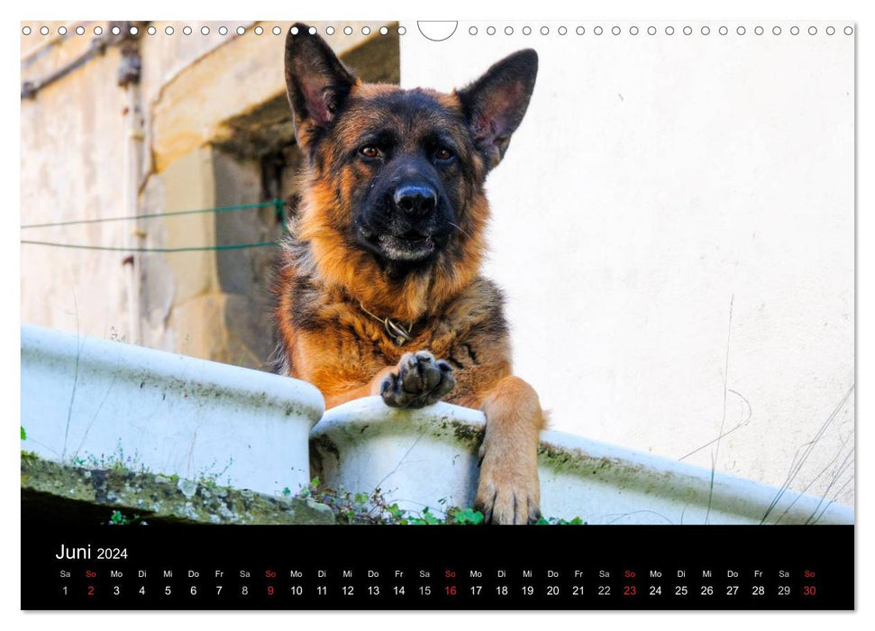 Gesehen - Landleben (CALVENDO Wandkalender 2024)