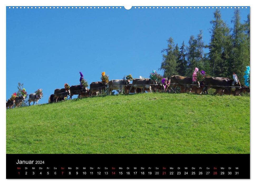 Cattle drive in Tyrol (CALVENDO wall calendar 2024) 