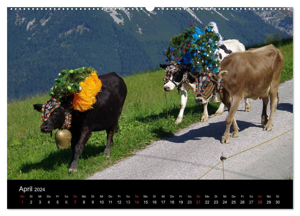 Cattle drive in Tyrol (CALVENDO wall calendar 2024) 