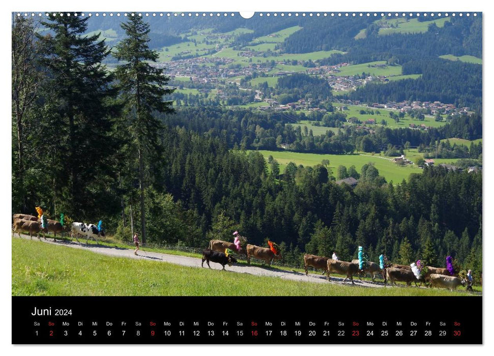 Cattle drive in Tyrol (CALVENDO wall calendar 2024) 