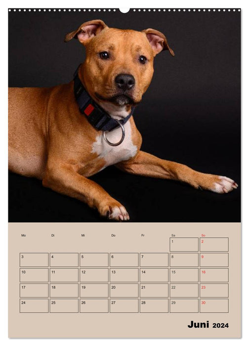 Pit Bulls and Friends (CALVENDO Premium Wall Calendar 2024) 