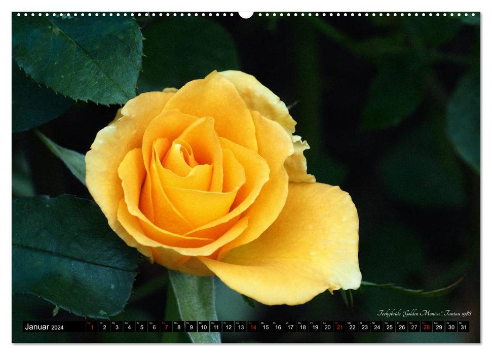 Noble roses (CALVENDO Premium wall calendar 2024) 