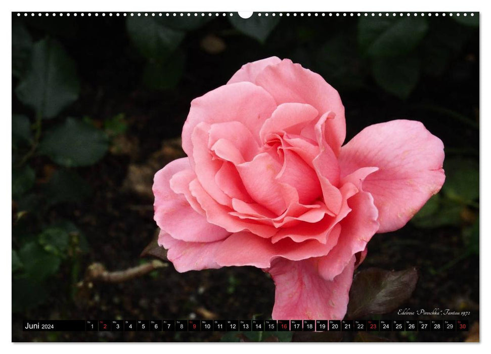 Noble roses (CALVENDO Premium wall calendar 2024) 
