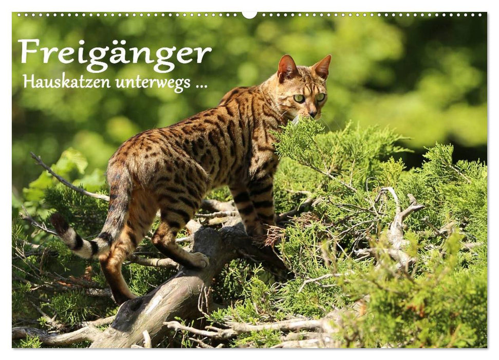 Outdoor cats - domestic cats on the move (CALVENDO wall calendar 2024) 