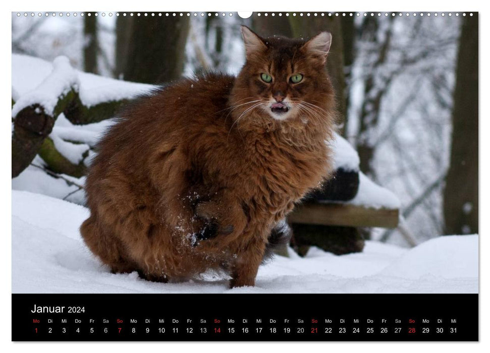 Outdoor cats - domestic cats on the move (CALVENDO wall calendar 2024) 