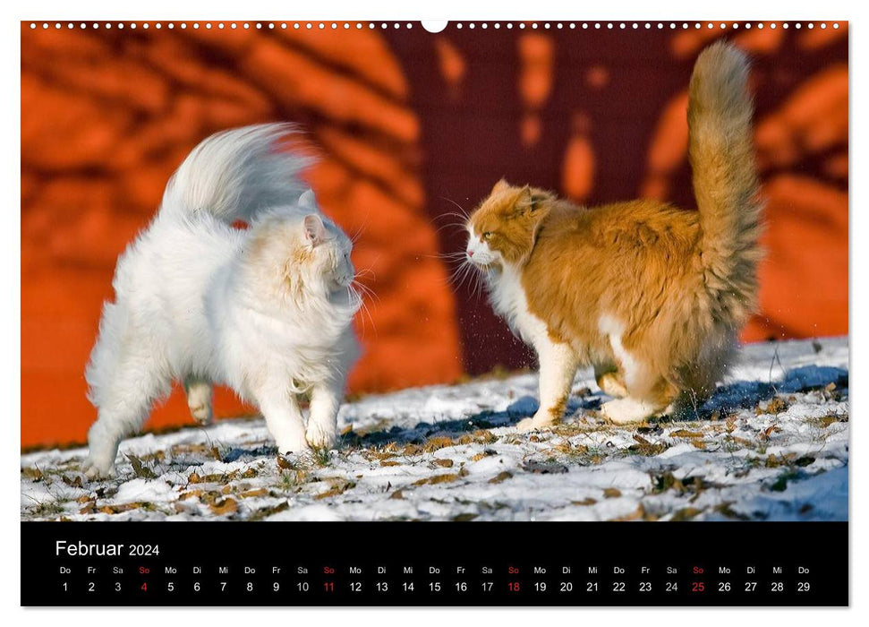 Outdoor cats - domestic cats on the move (CALVENDO wall calendar 2024) 