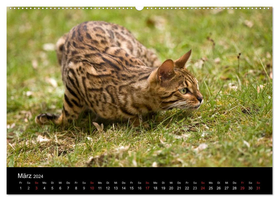 Outdoor cats - domestic cats on the move (CALVENDO wall calendar 2024) 