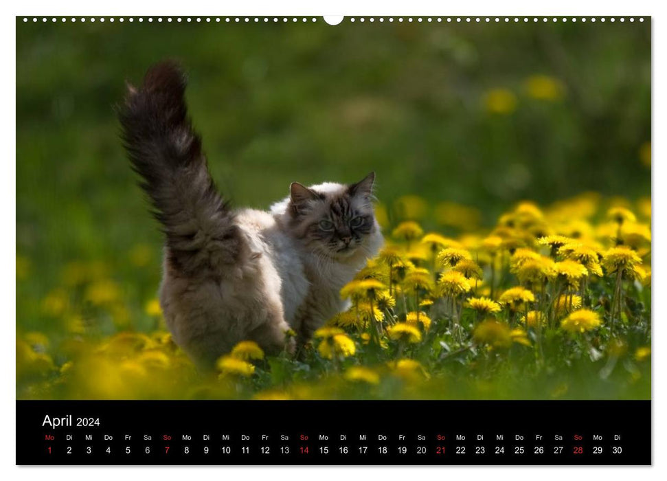 Freigänger - Hauskatzen unterwegs (CALVENDO Wandkalender 2024)