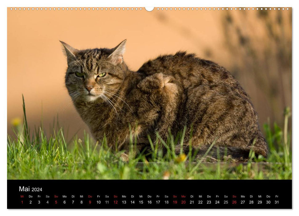 Outdoor cats - domestic cats on the move (CALVENDO wall calendar 2024) 