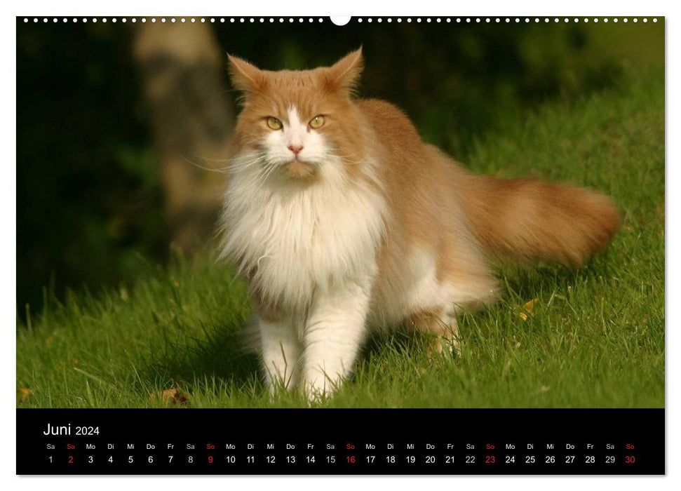 Outdoor cats - domestic cats on the move (CALVENDO wall calendar 2024) 