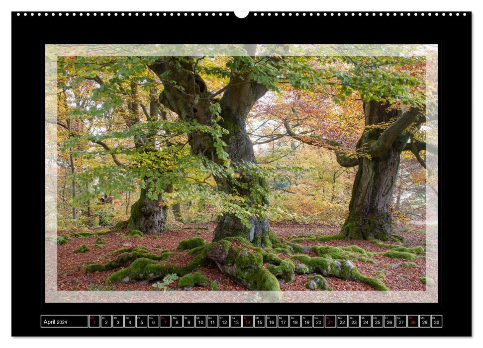 Magic forest HALLOH (CALVENDO wall calendar 2024) 