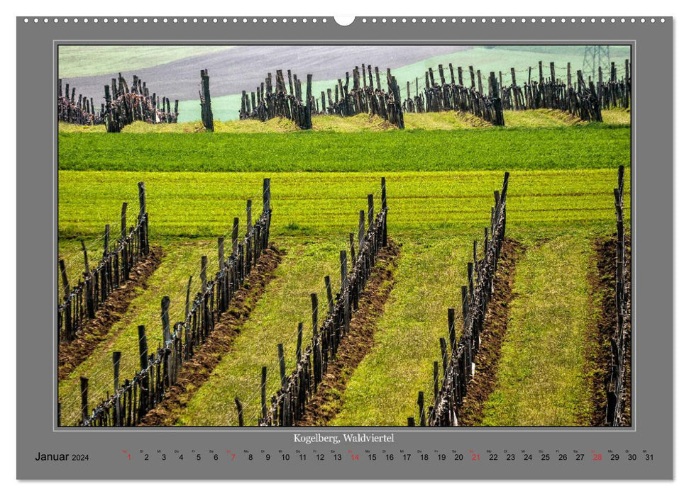 Structures in viticulture (CALVENDO wall calendar 2024) 