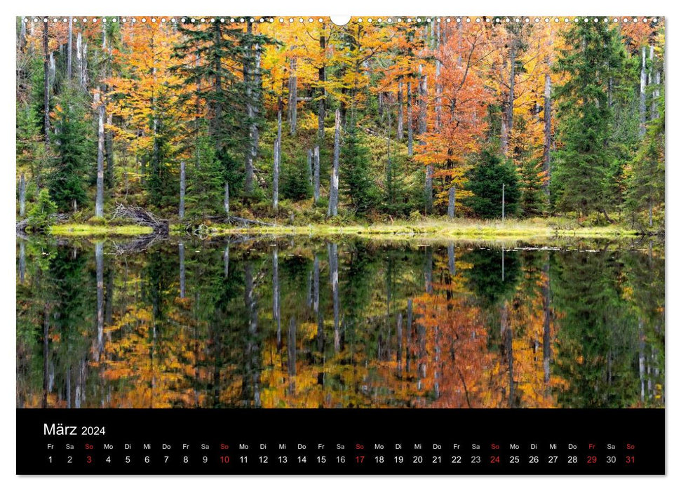 Autumn in the Bavarian Forest National Park (CALVENDO wall calendar 2024) 