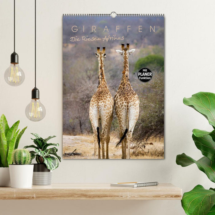 Giraffen - Die Riesen Afrikas (CALVENDO Wandkalender 2024)
