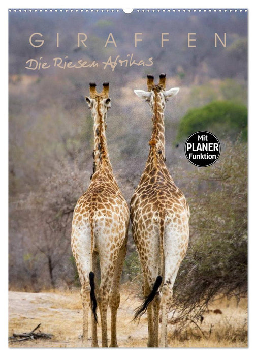 Giraffen - Die Riesen Afrikas (CALVENDO Wandkalender 2024)