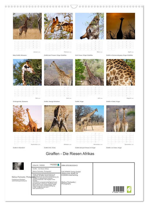 Giraffes - The Giants of Africa (CALVENDO Wall Calendar 2024) 