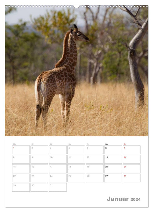 Giraffen - Die Riesen Afrikas (CALVENDO Wandkalender 2024)