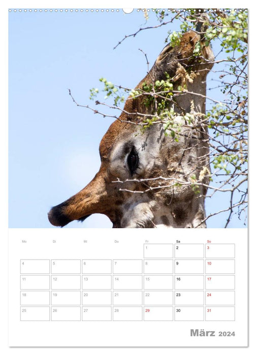 Giraffes - The Giants of Africa (CALVENDO Wall Calendar 2024) 