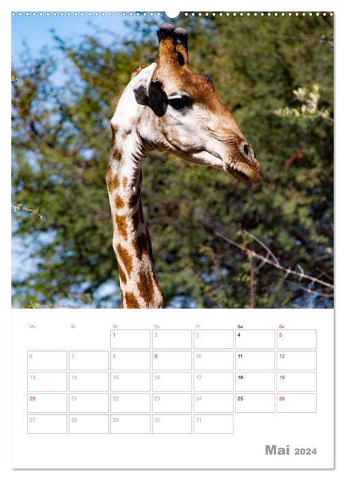 Giraffen - Die Riesen Afrikas (CALVENDO Wandkalender 2024)