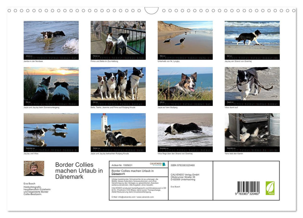 Border Collies go on vacation in Denmark (CALVENDO wall calendar 2024) 