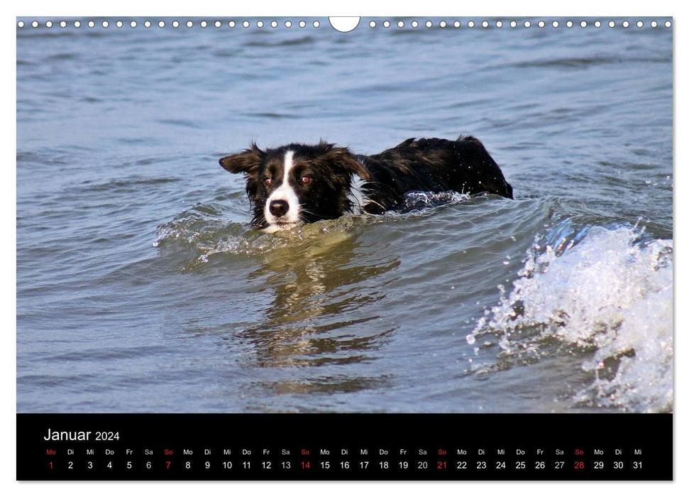 Border Collies machen Urlaub in Dänemark (CALVENDO Wandkalender 2024)