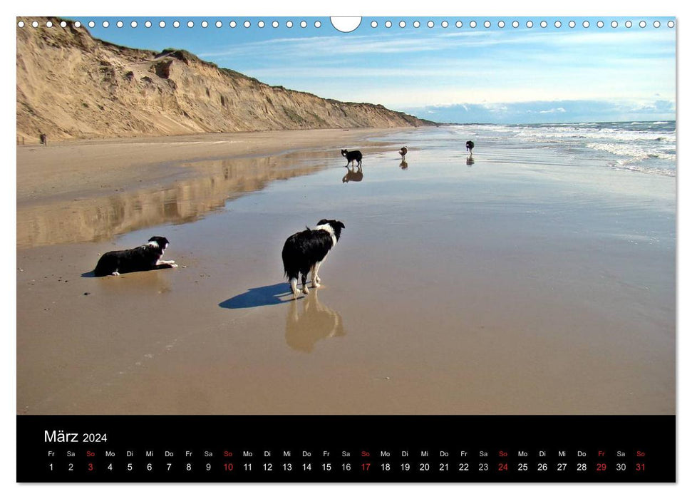 Border Collies go on vacation in Denmark (CALVENDO wall calendar 2024) 