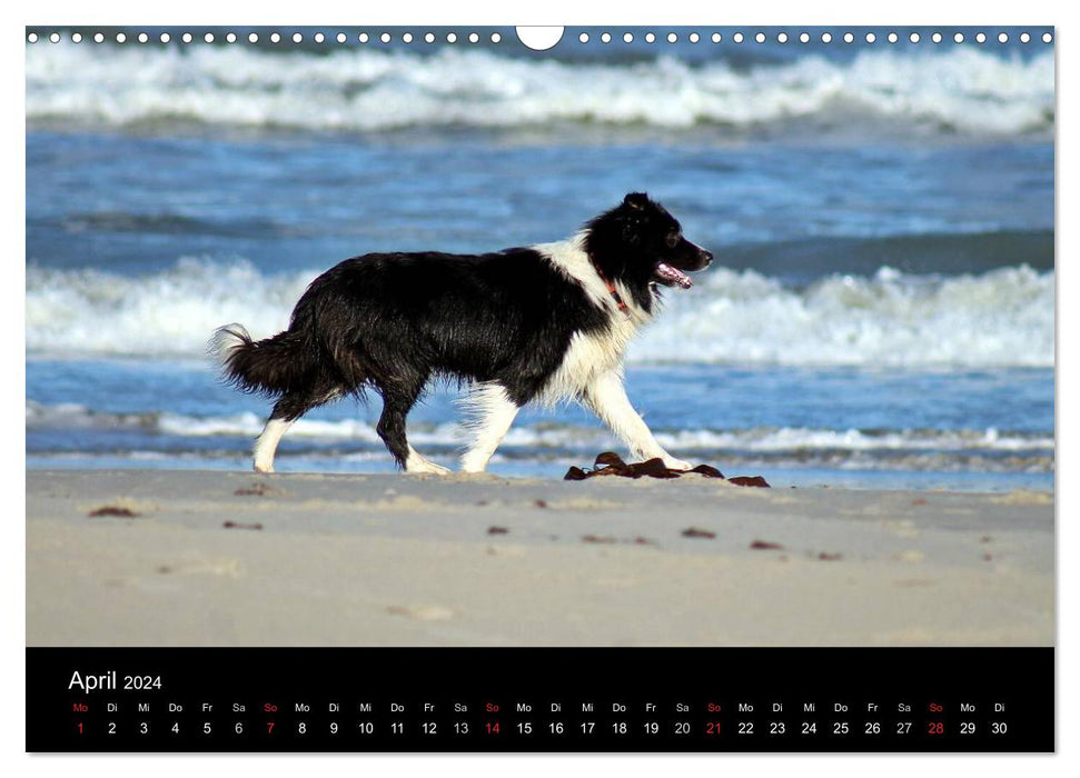 Border Collies go on vacation in Denmark (CALVENDO wall calendar 2024) 