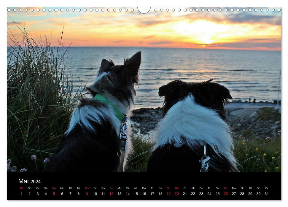Border Collies go on vacation in Denmark (CALVENDO wall calendar 2024) 