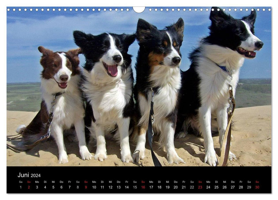 Border Collies machen Urlaub in Dänemark (CALVENDO Wandkalender 2024)