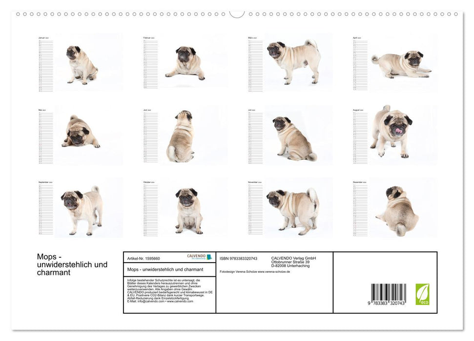 Pug - irresistible and charming (CALVENDO Premium Wall Calendar 2024) 