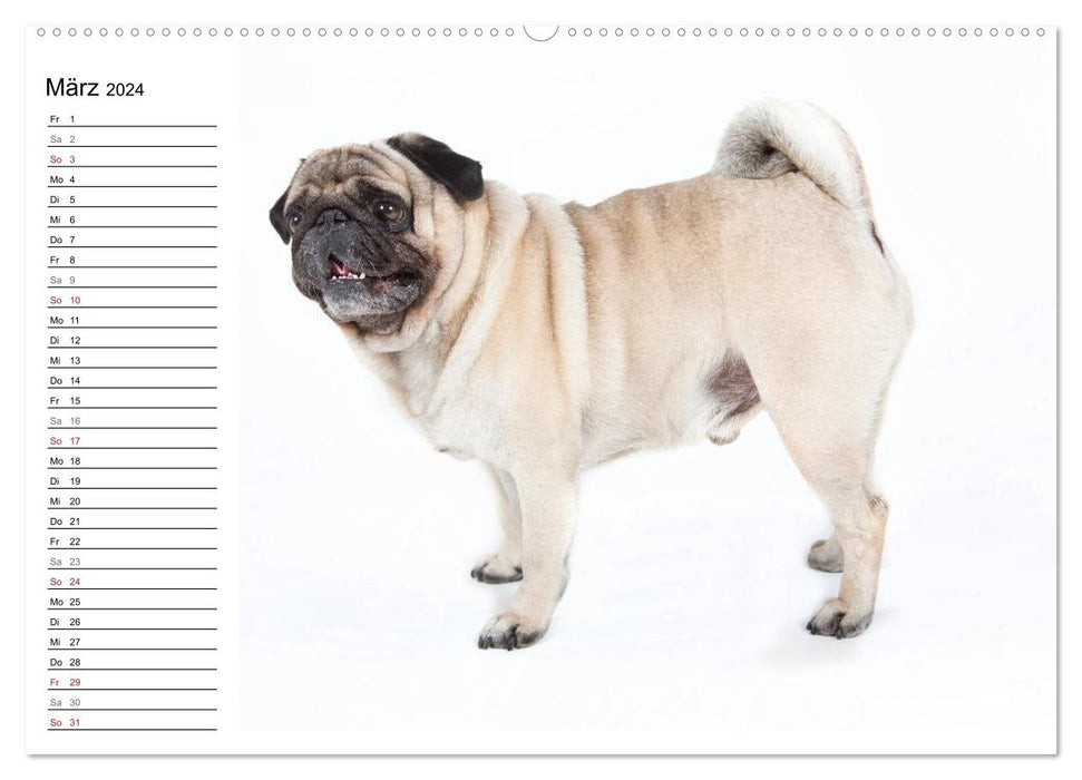 Pug - irresistible and charming (CALVENDO Premium Wall Calendar 2024) 