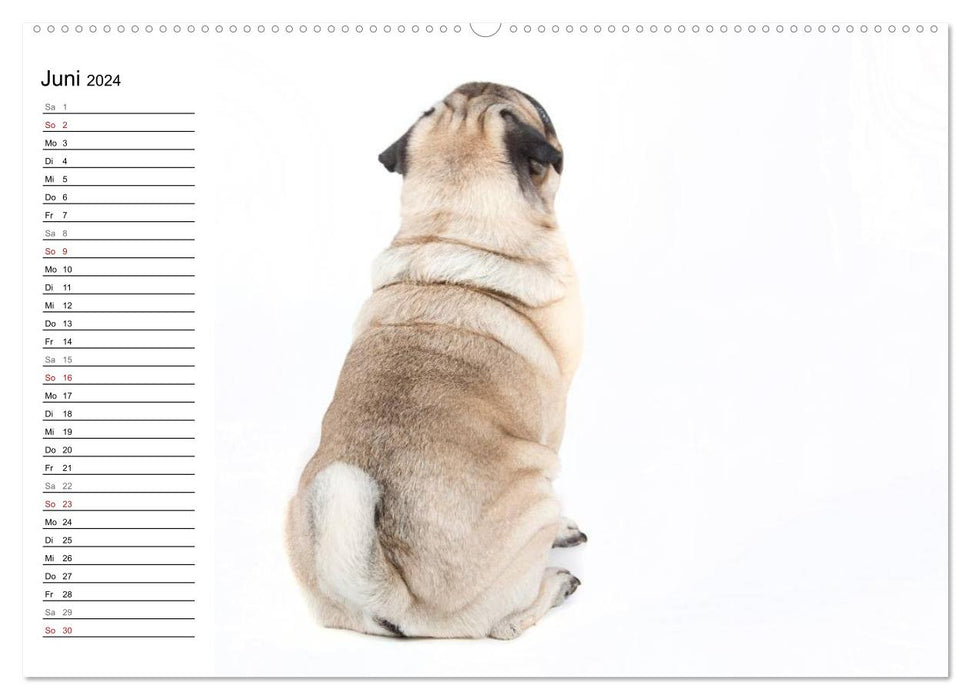 Pug - irresistible and charming (CALVENDO Premium Wall Calendar 2024) 