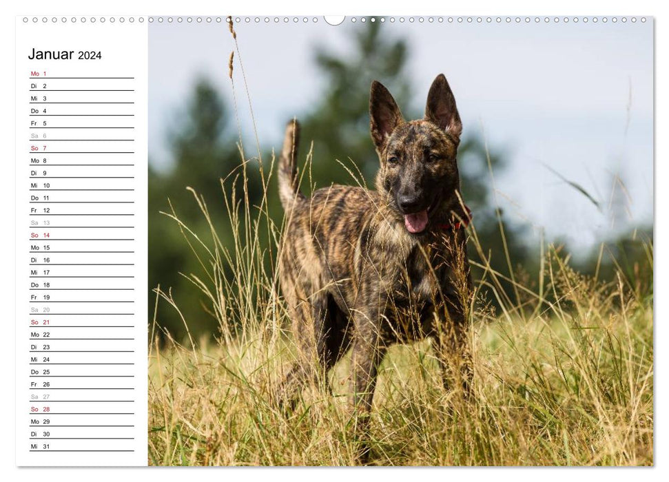 expressive Dutch Shepherd Dogs (CALVENDO Premium Wall Calendar 2024) 