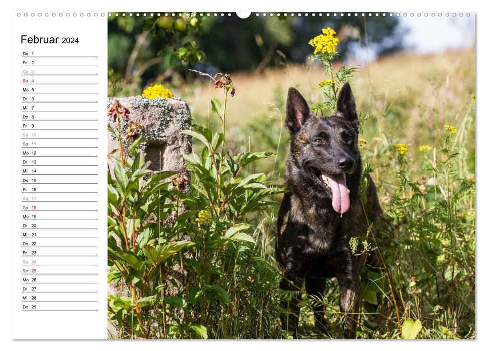 expressive Dutch Shepherd Dogs (CALVENDO Premium Wall Calendar 2024) 