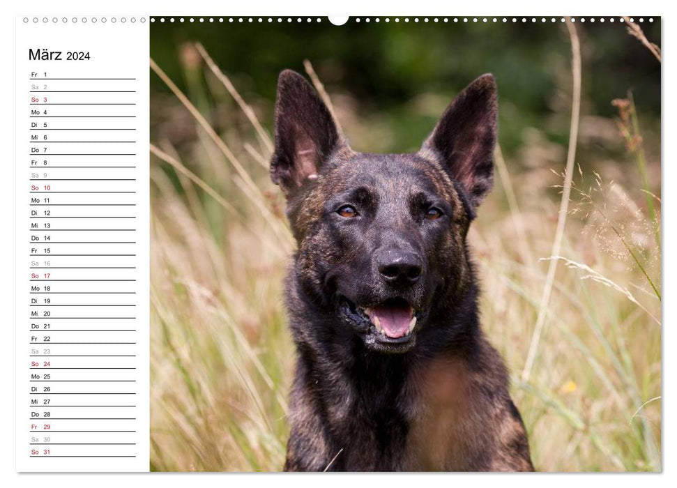 expressive Dutch Shepherd Dogs (CALVENDO Premium Wall Calendar 2024) 