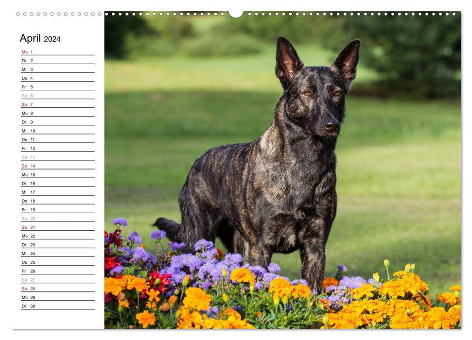 expressive Dutch Shepherd Dogs (CALVENDO Premium Wall Calendar 2024) 