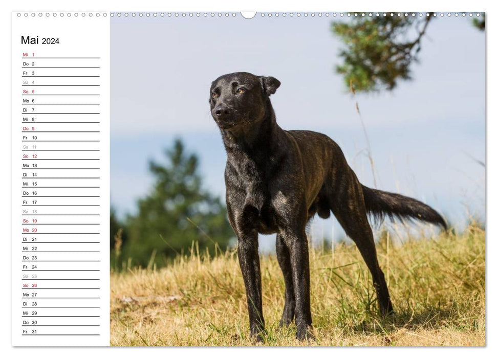 ausdrucksvolle Holländische Schäferhunde (CALVENDO Premium Wandkalender 2024)