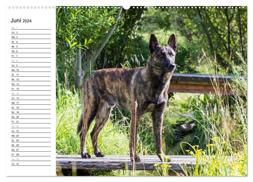 expressive Dutch Shepherd Dogs (CALVENDO Premium Wall Calendar 2024) 